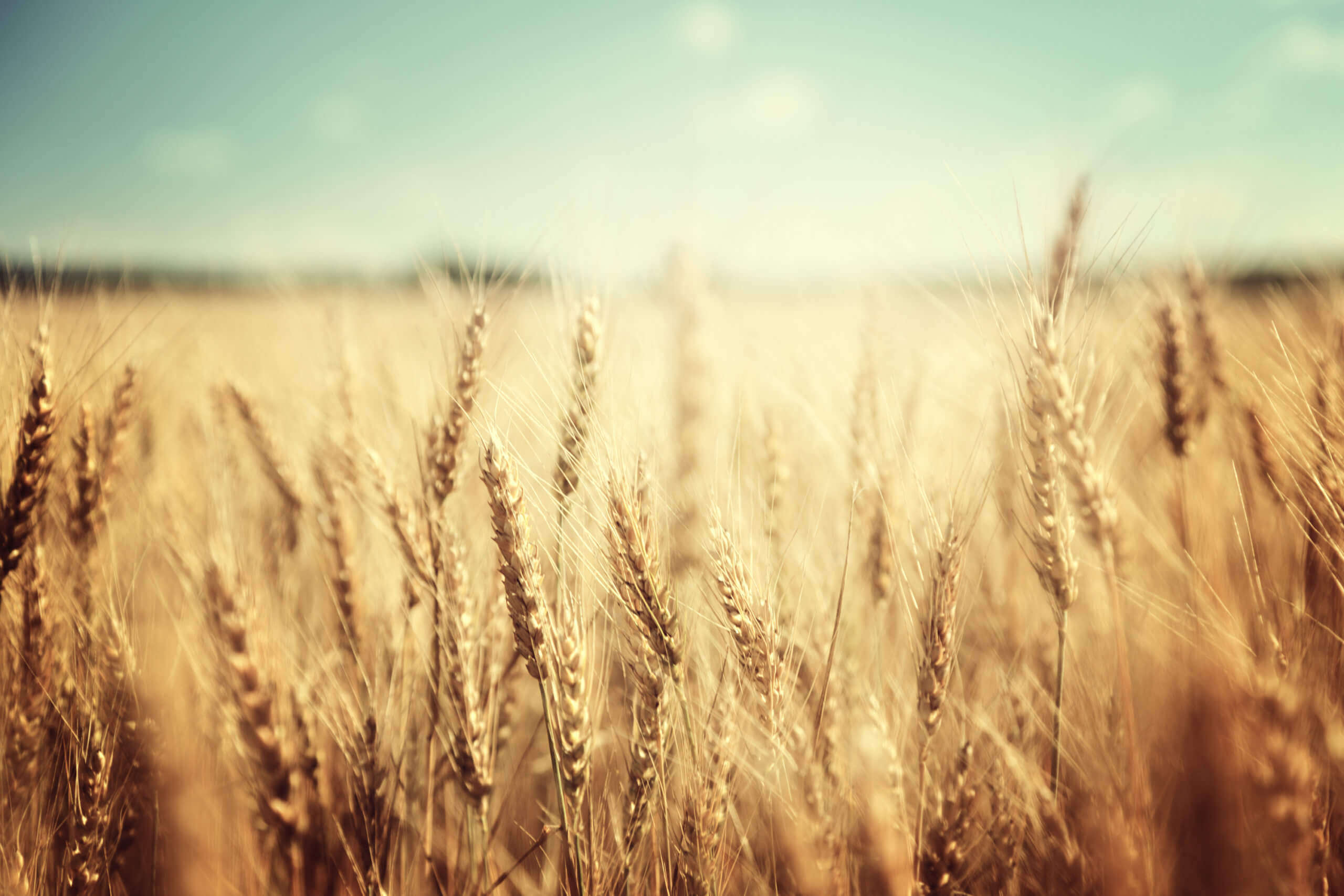 Le blé baisse légèrement en raison des inquiétudes sur l’offre causées par des conditions météorologiques défavorables