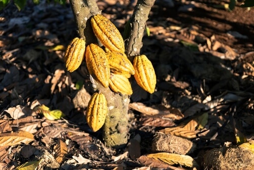 Cocoa Prices Decline Despite Global Supply Crunch