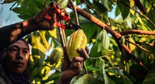 La reprise des prix du cacao stimulée par le manque de liquidités